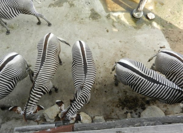 60 - Mal etwas anderes - Zebra von oben.jpg